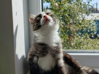 Кошка