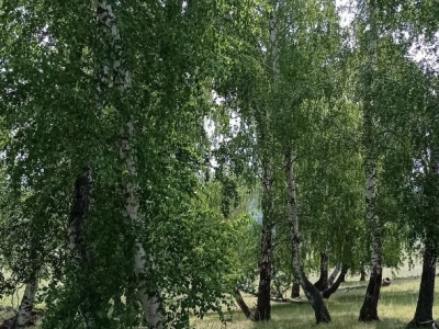 Деревья, лес