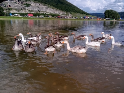 Гуси в речке