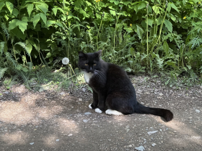 Кот