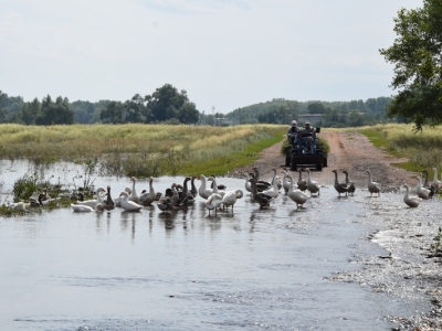 Гуси в паводковой воде