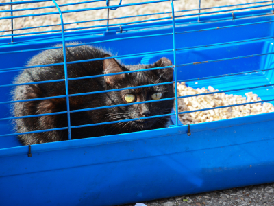 Кошка в клетке