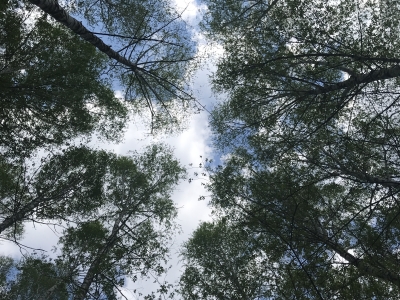 Лес, деревья