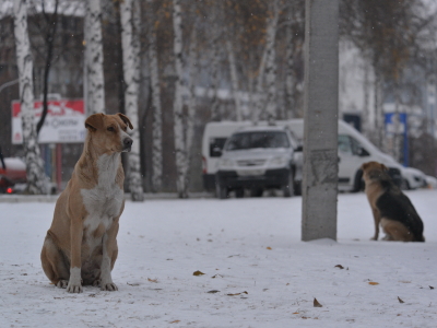 Собака