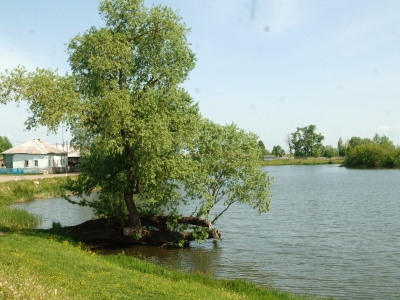 Дерево на берегу реки