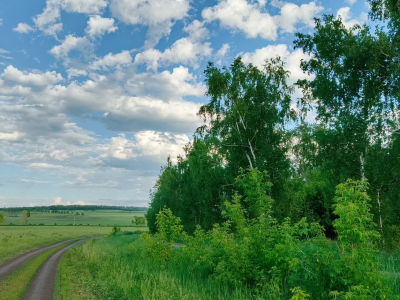 Береза