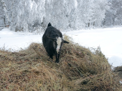 Козлик на сене