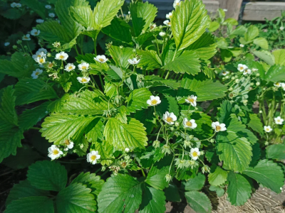 Кусты клубники
