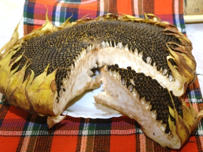 Подсолнух
