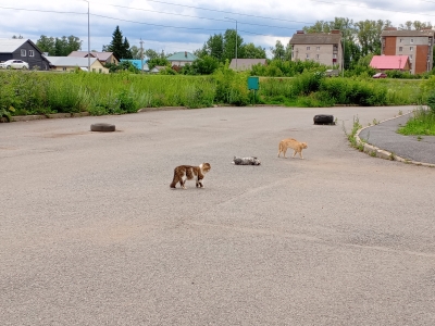 Бродячие кошки