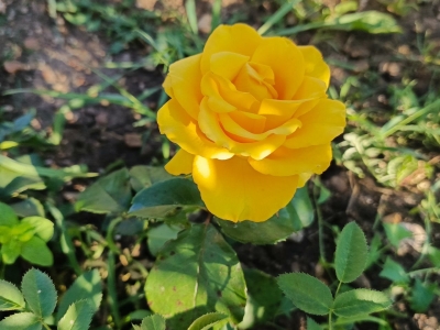 Розы