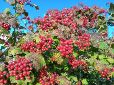 Калина красная