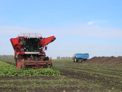 Уборка сахарной свеклы