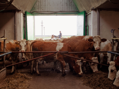 Ворота коровника