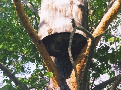 Бортевое пчеловодство