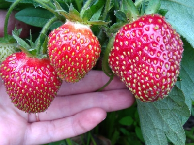 Клубника в саду