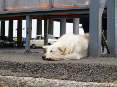 А жизнь идёт...