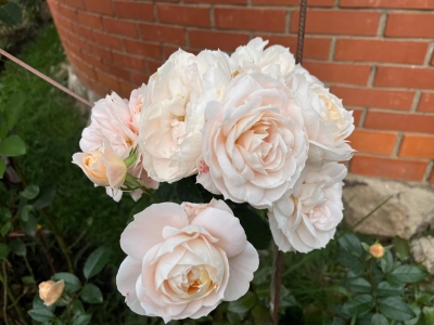 Бело-розовые розы