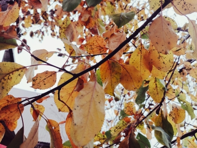 Осенние листья