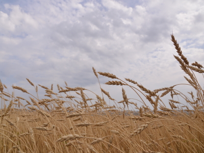 Зрелые колосья пшеницы