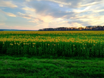 Подсолнухи