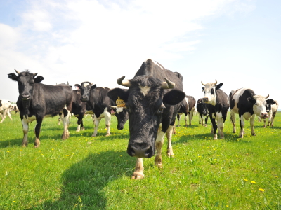 Стадо коров на летнем пастбище