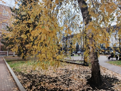 Золотая берёза в городском сквере
