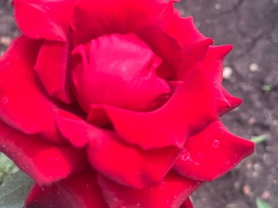 Цветок Розы