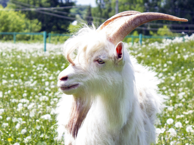 Козёл, коза и козлёнок