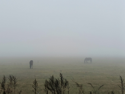 Лошади в тумане на пастбище