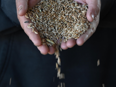 Горсть зерна в руках