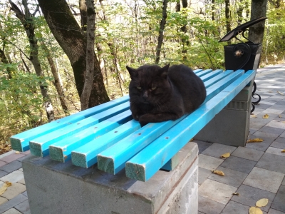 Чёрный кот на голубой скамейке в парке
