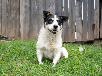 Старость - не радость