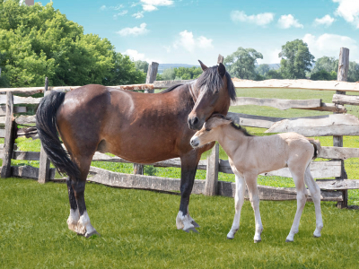 Башкирская лошадь. Материнская любовь.