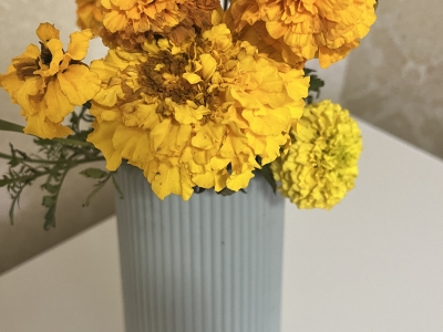 Бархатцы желтые