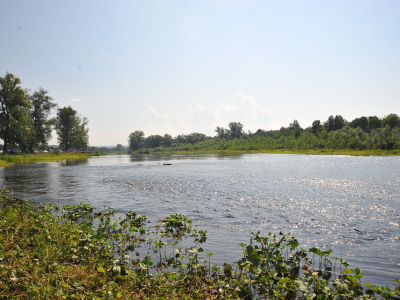 Летняя река с солнечными бликами