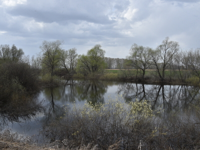 Весенняя заводь с зеркальными отражениями