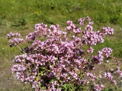 Трава душицы обыкновенной