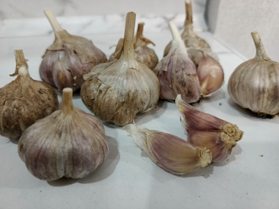 Домашний чеснок крупным планом