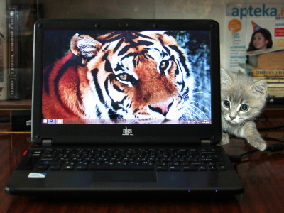 Храбрый котёнок