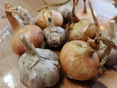 Лук и чеснок крупным планом