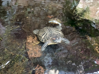 Черепаха в воде