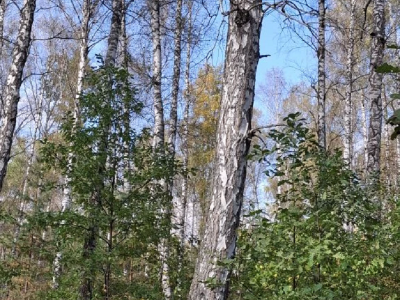 Сибирские березы на просторах Башкирии