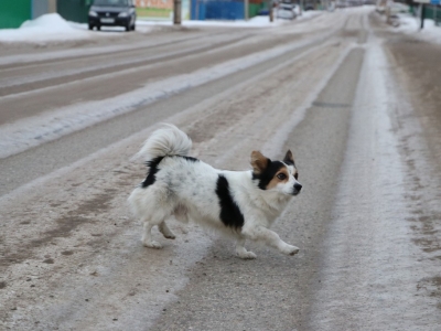 Собака на дороге