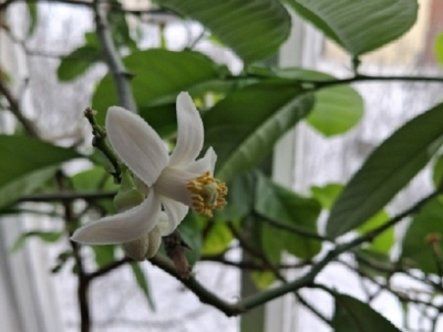 Цветущее лимнное дерево