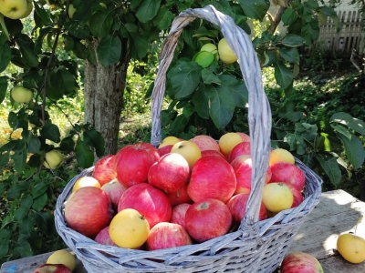 Корзина с яблоками