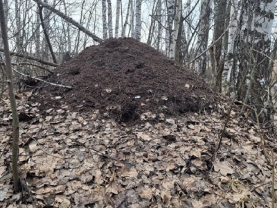 Муравейник