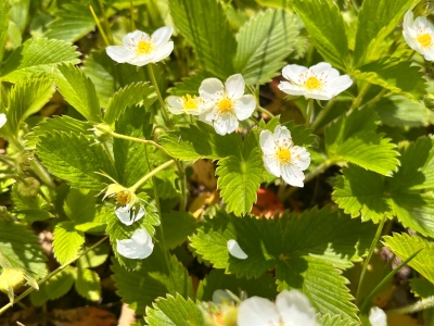 земляника зацвела