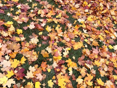 Листья желтые