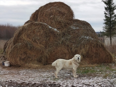 Алабай на ферме